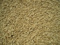 Coffee beans before roasting Mkumbi